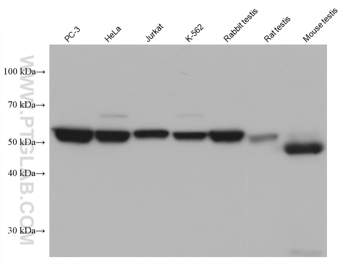 Western Blot (WB) analysis of various lysates using ATL3 Monoclonal antibody (68516-1-Ig)