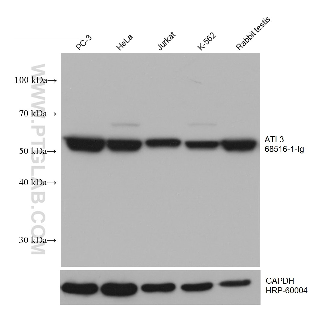 Western Blot (WB) analysis of various lysates using ATL3 Monoclonal antibody (68516-1-Ig)