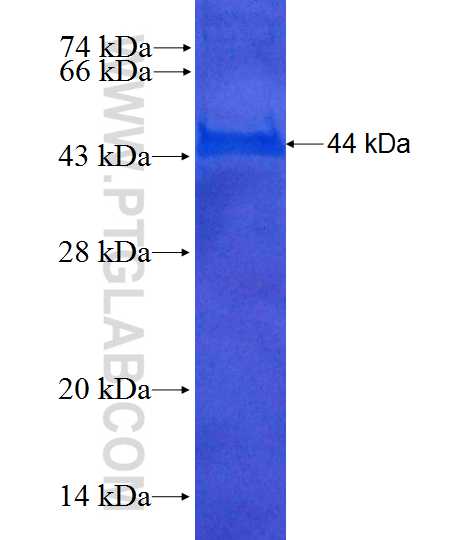 ATL3 fusion protein Ag10248 SDS-PAGE