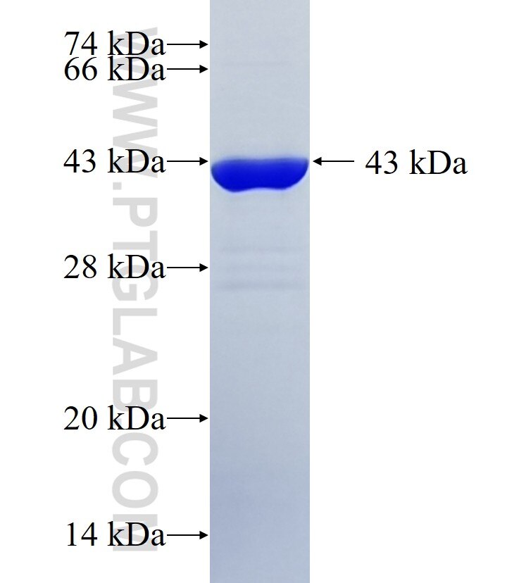 ATL3 fusion protein Ag10248 SDS-PAGE