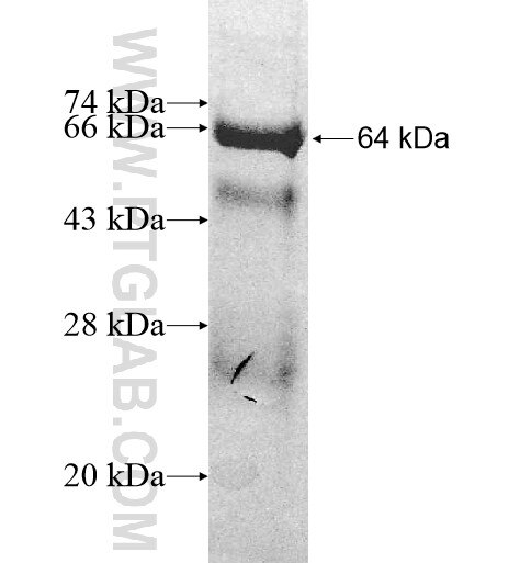 ATL3 fusion protein Ag10279 SDS-PAGE