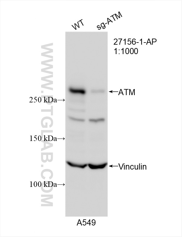 Western Blot (WB) analysis of A549 cells using ATM Polyclonal antibody (27156-1-AP)