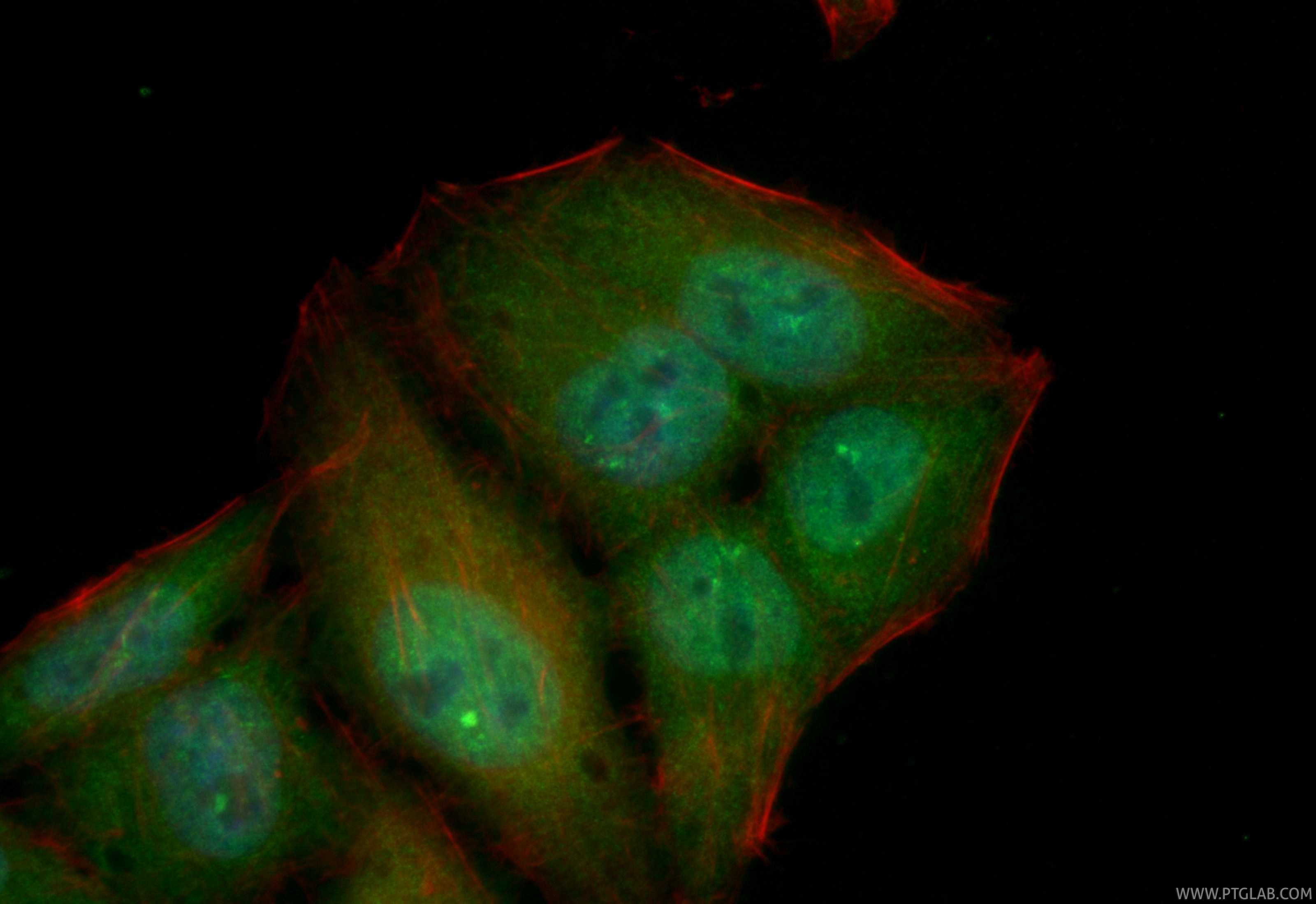 Immunofluorescence (IF) / fluorescent staining of HepG2 cells using CoraLite® Plus 488-conjugated ATM Recombinant mono (CL488-83608-5)
