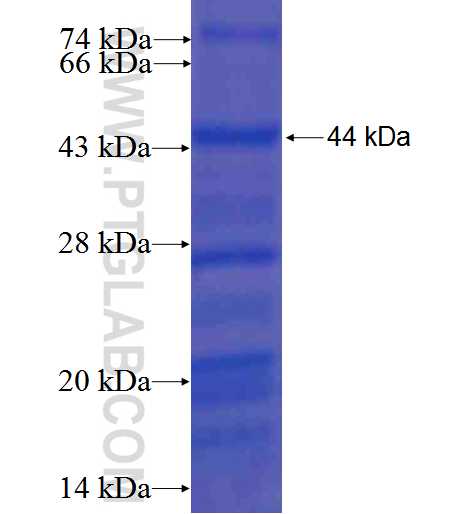 ATN1 fusion protein Ag5835 SDS-PAGE