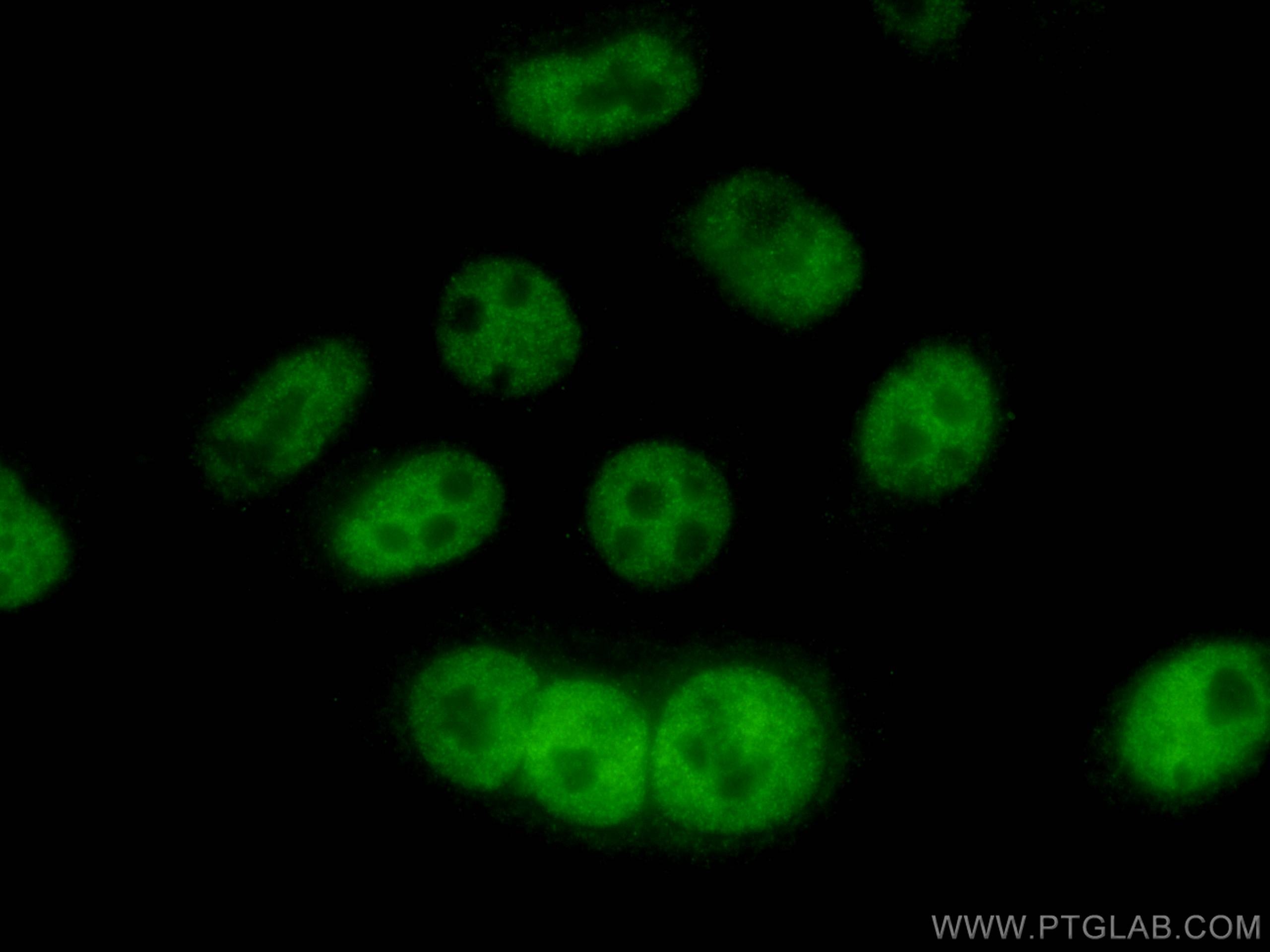 Immunofluorescence (IF) / fluorescent staining of HepG2 cells using ATOH1 Polyclonal antibody (21215-1-AP)