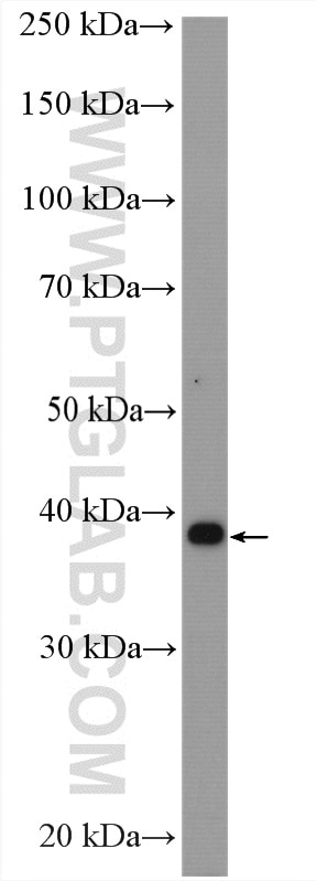 Western Blot (WB) analysis of HepG2 cells using ATOH1 Polyclonal antibody (21215-1-AP)