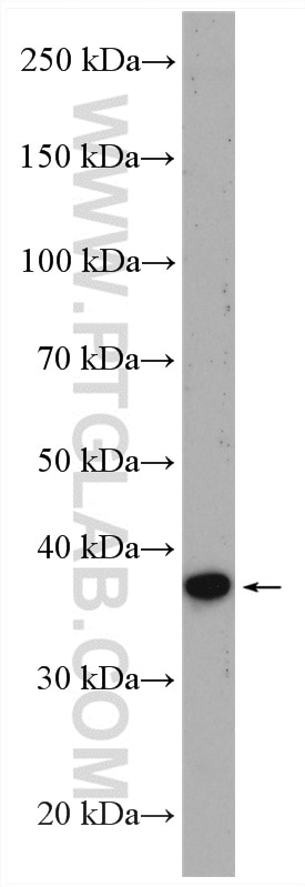 Western Blot (WB) analysis of mouse small intestine tissue using ATOH1 Polyclonal antibody (21215-1-AP)