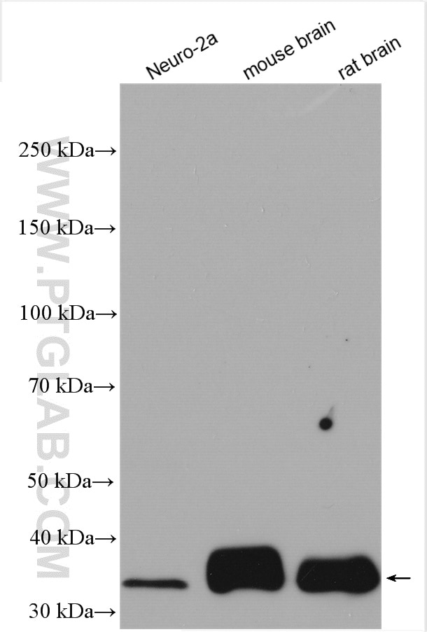 Western Blot (WB) analysis of various lysates using ATOH1 Polyclonal antibody (21215-1-AP)