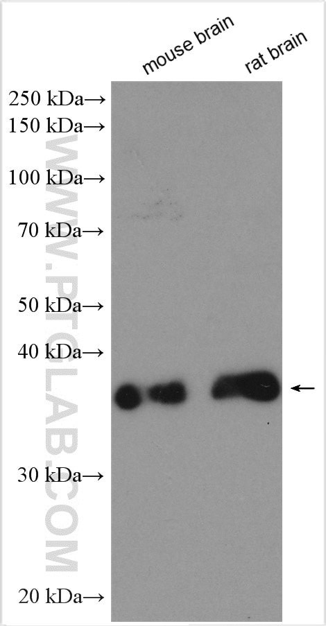 Western Blot (WB) analysis of various lysates using ATOH1 Polyclonal antibody (21215-1-AP)