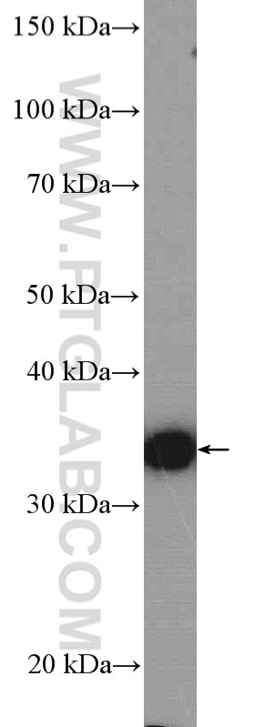 Western Blot (WB) analysis of Neuro-2a cells using ATOH1 Polyclonal antibody (21215-1-AP)