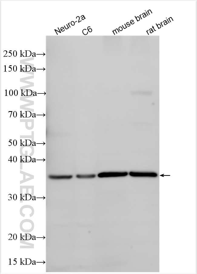 Western Blot (WB) analysis of various lysates using ATOH1 Polyclonal antibody (21215-1-AP)