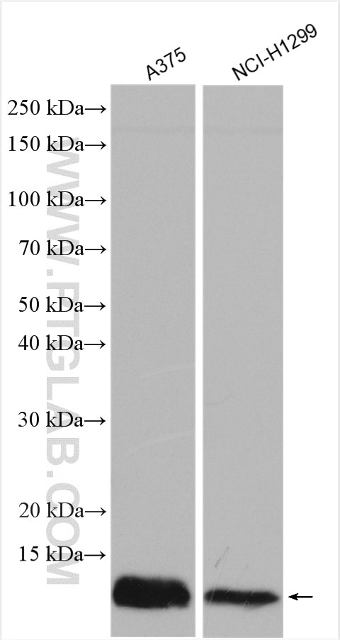 Western Blot (WB) analysis of various lysates using ATOX1 Polyclonal antibody (22641-1-AP)
