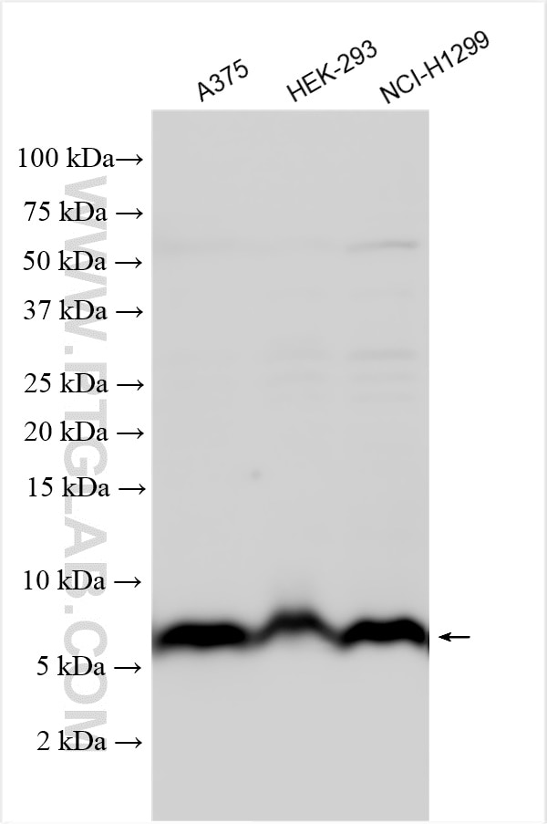Western Blot (WB) analysis of various lysates using ATOX1 Polyclonal antibody (22641-1-AP)