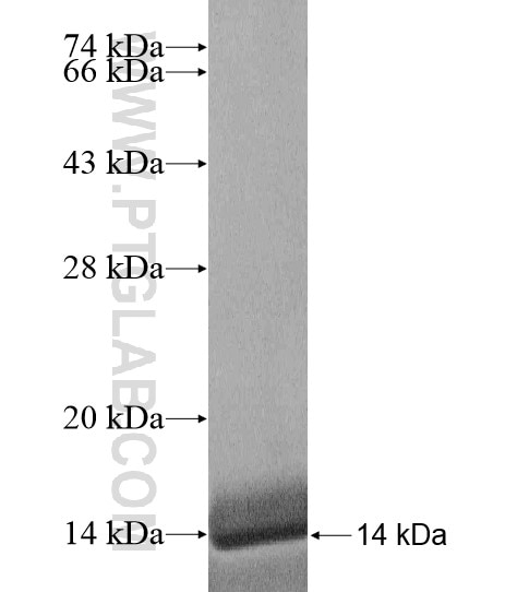 ATOX1 fusion protein Ag18660 SDS-PAGE