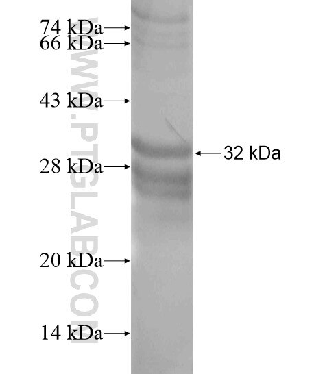 ATP11C fusion protein Ag20153 SDS-PAGE