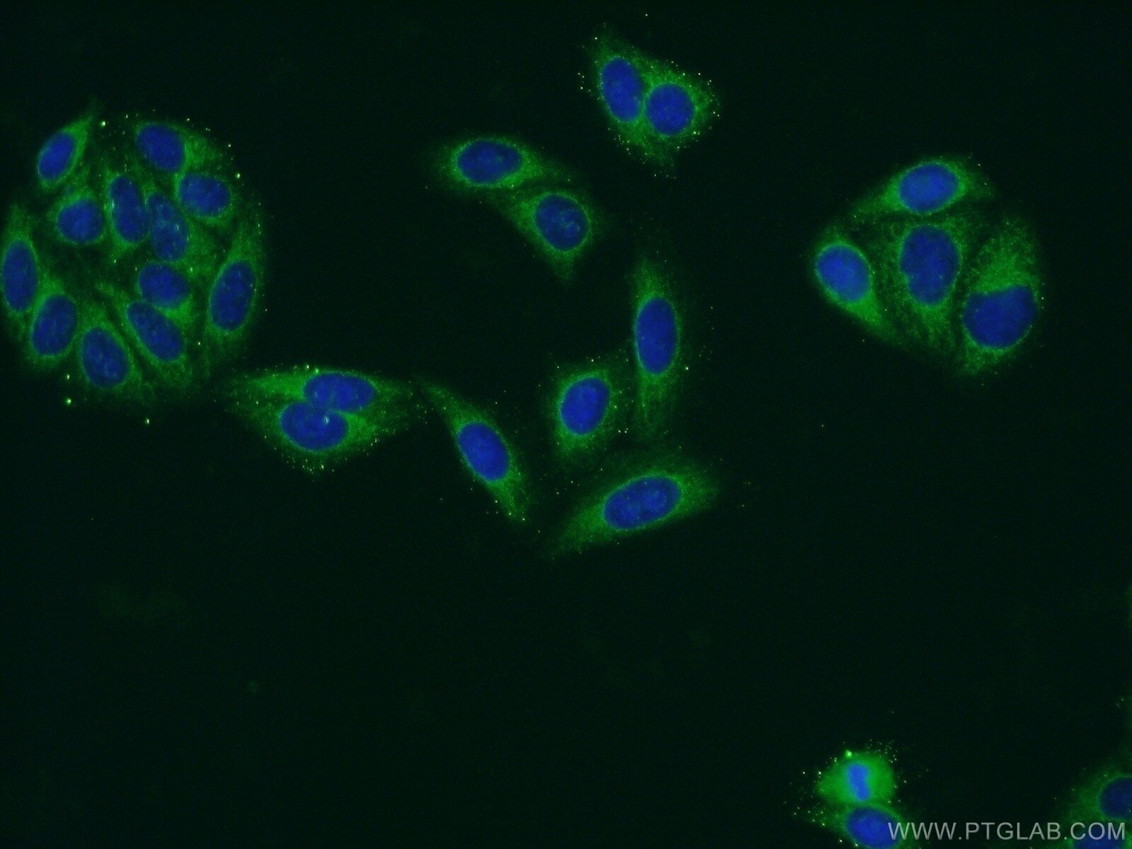 IF Staining of HepG2 using 16244-1-AP