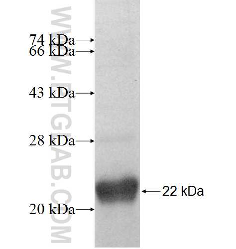 ATP13A1 fusion protein Ag9389 SDS-PAGE