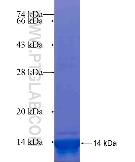 ATP13A5 fusion protein Ag20337 SDS-PAGE