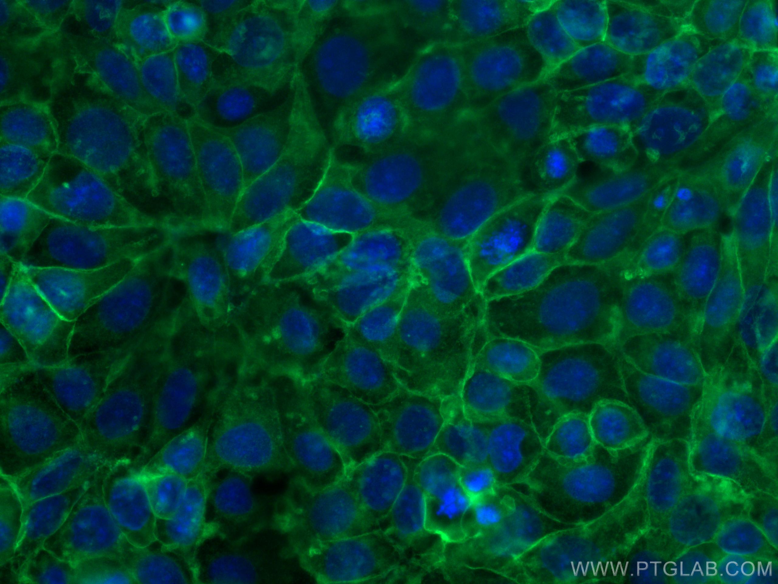 Immunofluorescence (IF) / fluorescent staining of Caco-2 cells using ATP1A1 Polyclonal antibody (14418-1-AP)