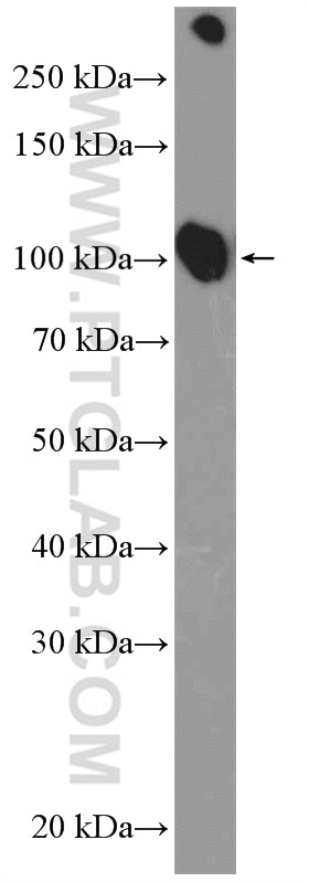 ATP1A1 Polyclonal antibody