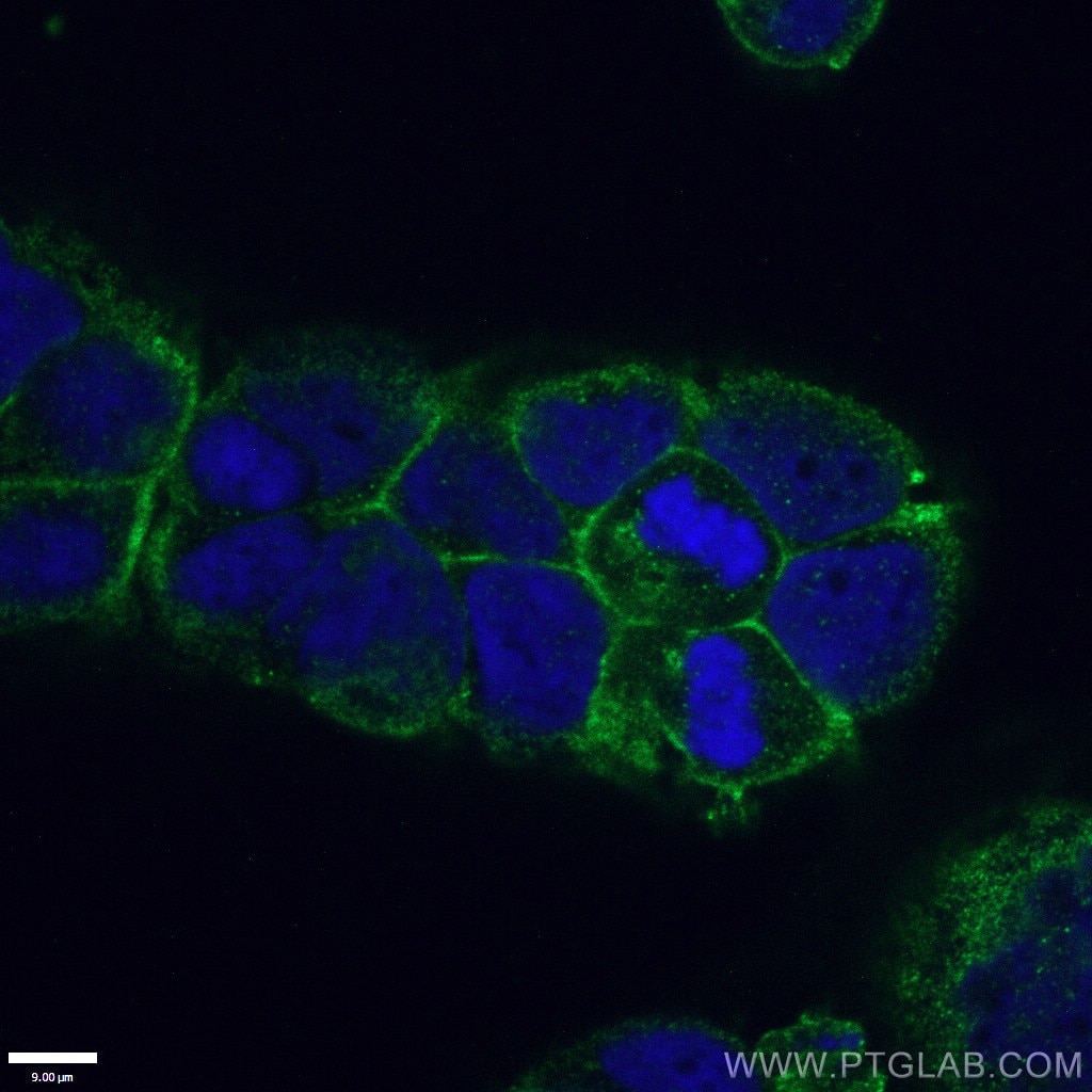 Immunofluorescence (IF) / fluorescent staining of Caco-2 cells using ATP1A1-Specific Polyclonal antibody (55187-1-AP)