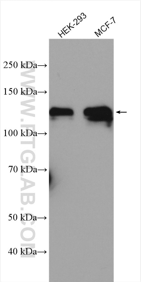 Western Blot (WB) analysis of various lysates using ATP1A1-Specific Polyclonal antibody (55187-1-AP)