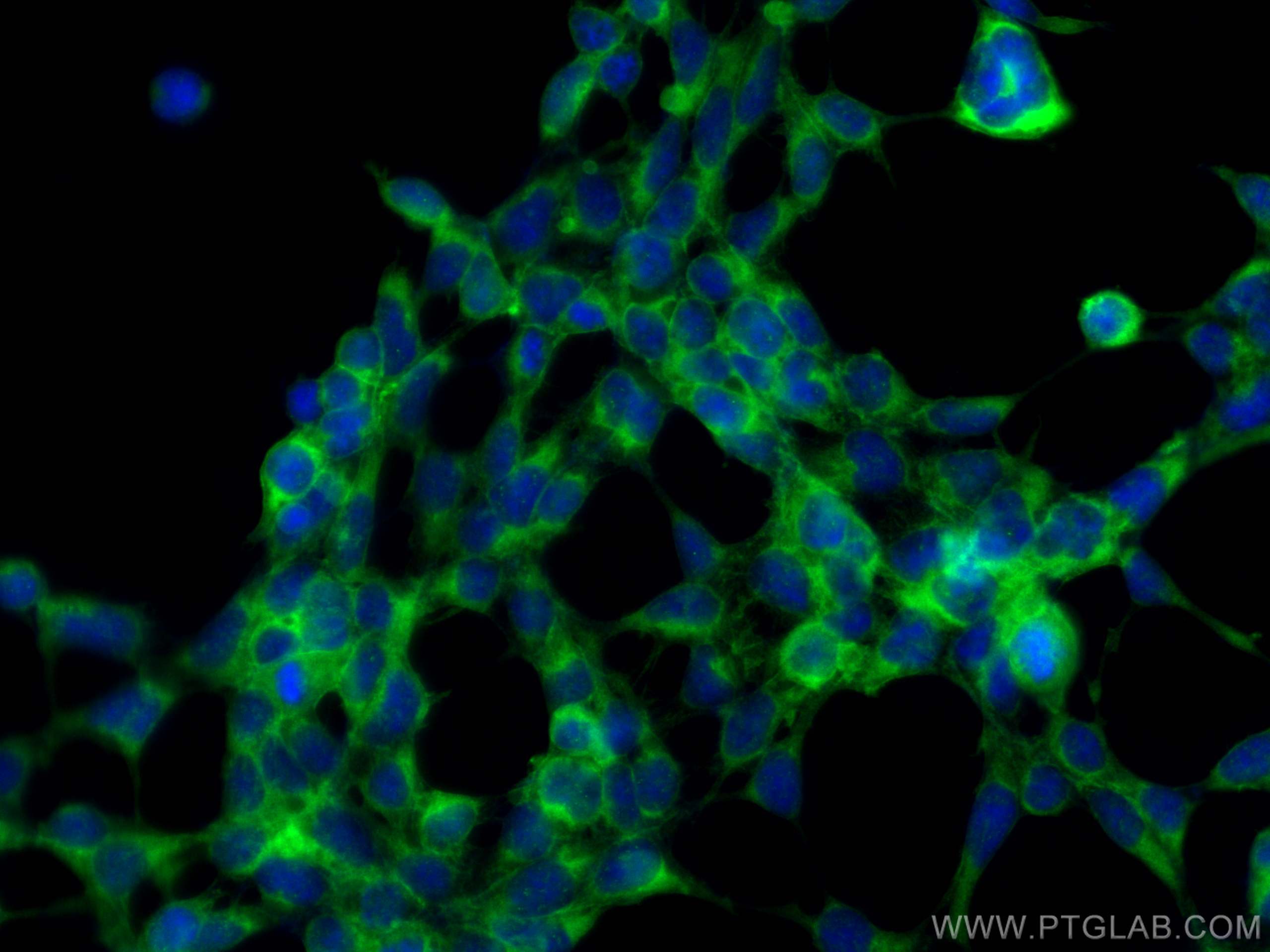 Immunofluorescence (IF) / fluorescent staining of HEK-293 cells using ATP1A1 Recombinant monoclonal antibody (83191-6-RR)