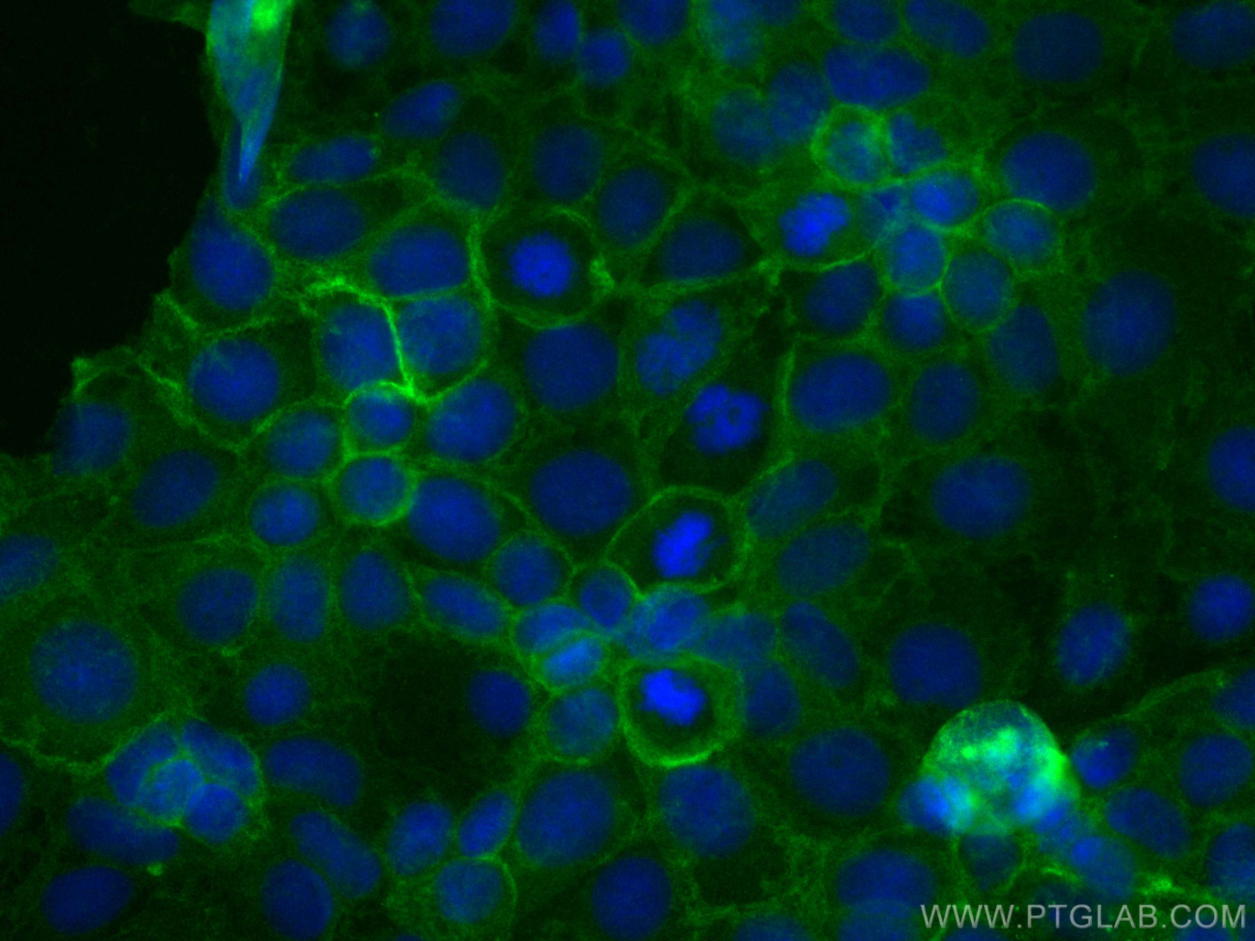 Immunofluorescence (IF) / fluorescent staining of Caco-2 cells using CoraLite® Plus 488-conjugated ATP1A1 Polyclonal an (CL488-14418)