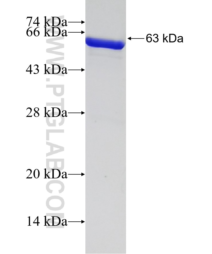 ATP1A1 fusion protein Ag5763 SDS-PAGE