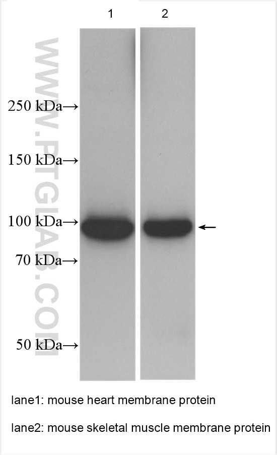 Western Blot (WB) analysis of various lysates using ATP1A2 Polyclonal antibody (16836-1-AP)