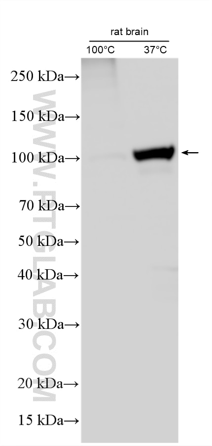 Western Blot (WB) analysis of various lysates using ATP1A2-Specific Polyclonal antibody (55179-1-AP)