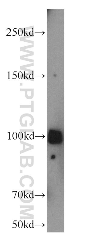 Western Blot (WB) analysis of human brain tissue using ATP1A2-Specific Polyclonal antibody (55179-1-AP)