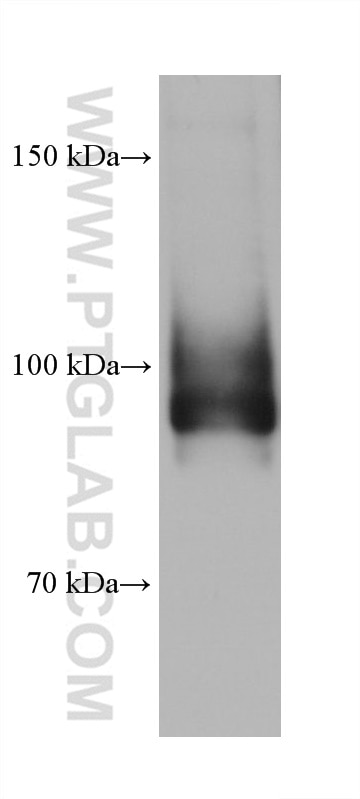 Western Blot (WB) analysis of pig brain tissue using ATP1A1/2 Monoclonal antibody (68505-1-Ig)