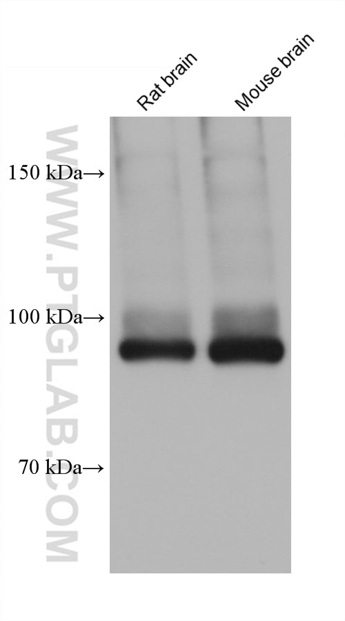 Western Blot (WB) analysis of various lysates using ATP1A1/2 Monoclonal antibody (68505-1-Ig)