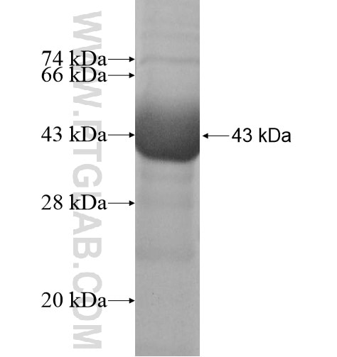 ATP1A2 fusion protein Ag10489 SDS-PAGE