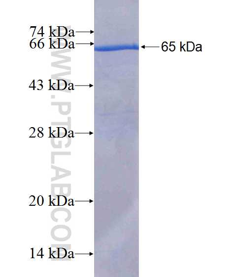 ATP1A2 fusion protein Ag10515 SDS-PAGE