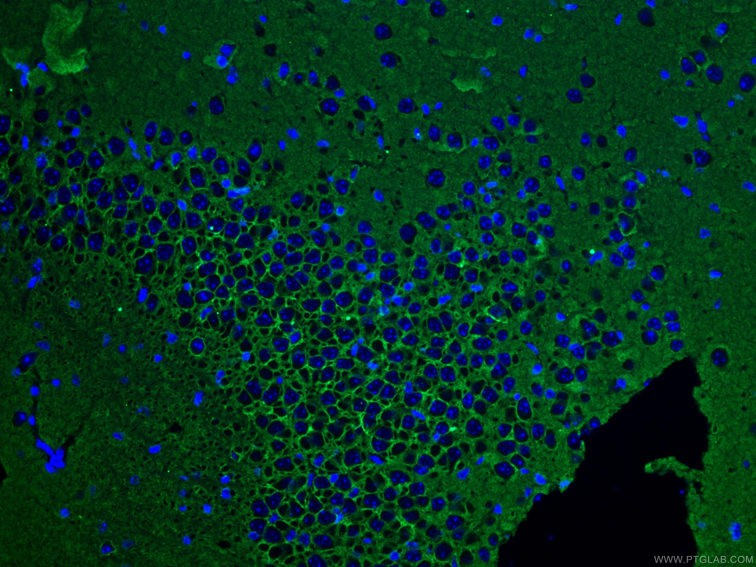 Immunofluorescence (IF) / fluorescent staining of mouse brain tissue using ATP1A3 (C-terminal) Polyclonal antibody (10868-1-AP)