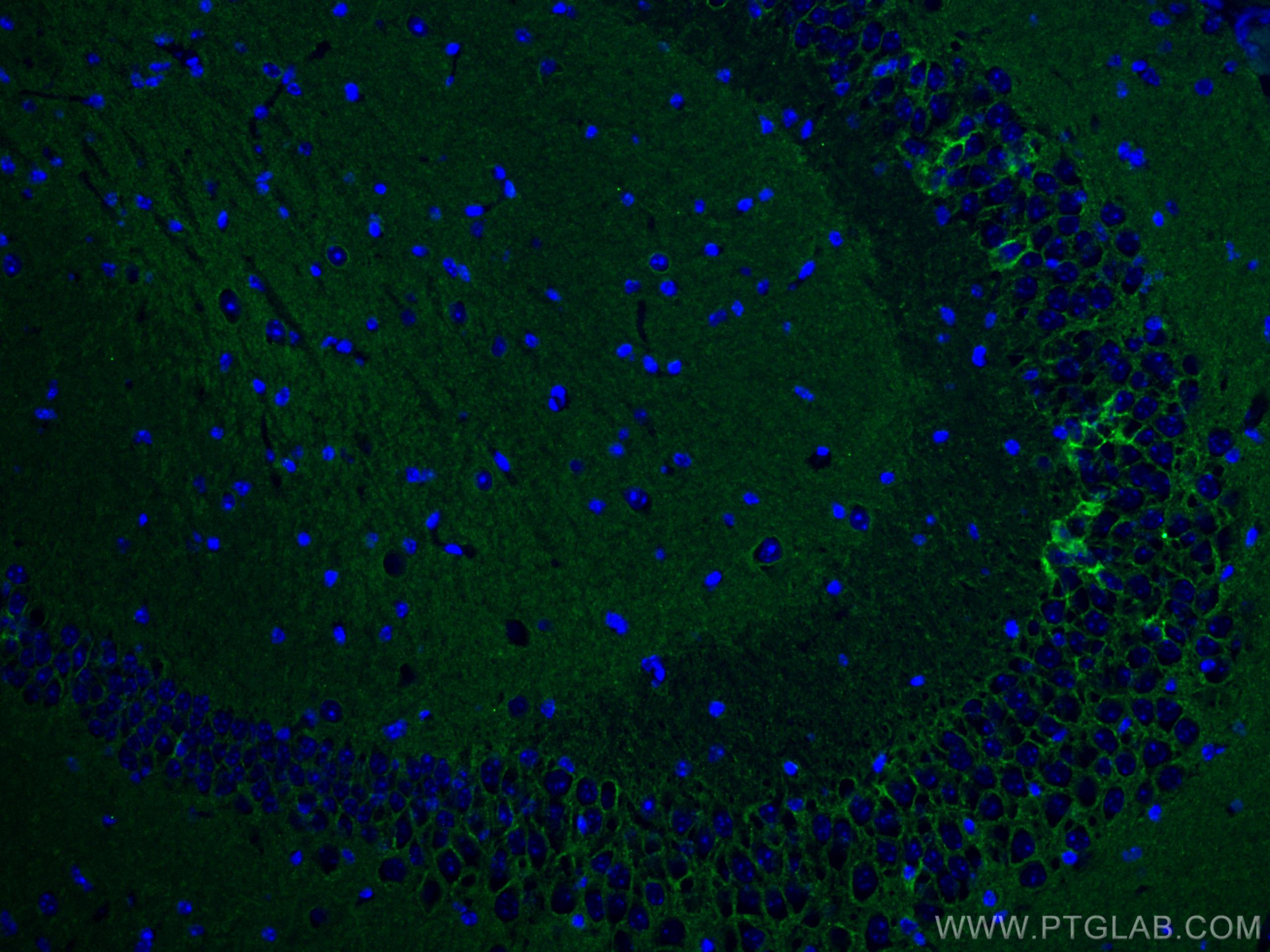 Immunofluorescence (IF) / fluorescent staining of mouse brain tissue using ATP1A3 (C-terminal) Polyclonal antibody (10868-1-AP)