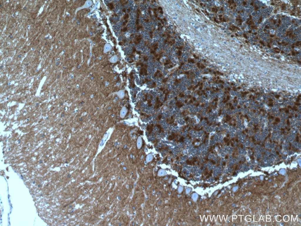 Immunohistochemistry (IHC) staining of human cerebellum tissue using ATP1A3 (C-terminal) Polyclonal antibody (10868-1-AP)