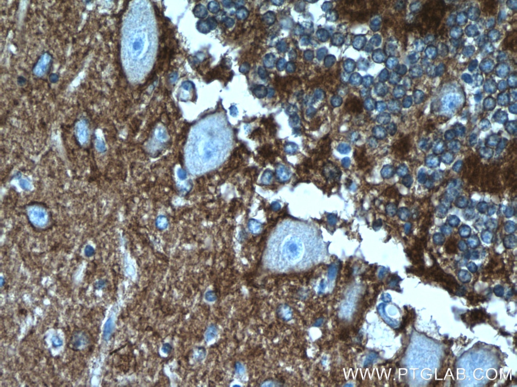 Immunohistochemistry (IHC) staining of human cerebellum tissue using ATP1A3 (C-terminal) Polyclonal antibody (10868-1-AP)
