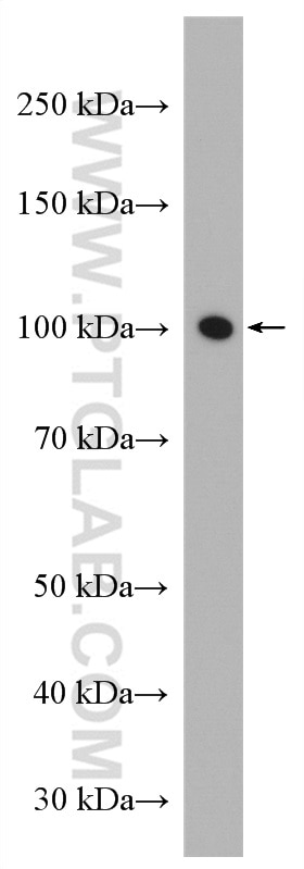 Western Blot (WB) analysis of C2C12 cells using ATP1A3 (C-terminal) Polyclonal antibody (10868-1-AP)