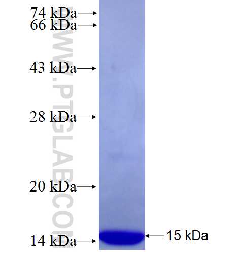 ATP1A3 fusion protein Ag27787 SDS-PAGE