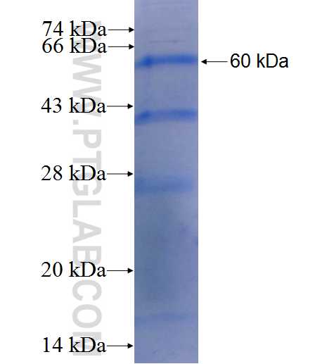 ATP1A3 fusion protein Ag1313 SDS-PAGE