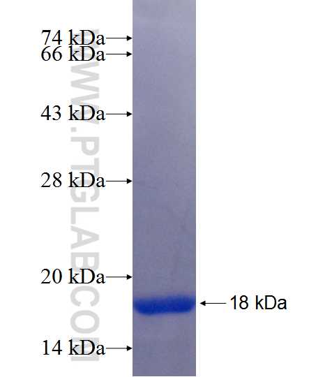 ATP1A4 fusion protein Ag25297 SDS-PAGE