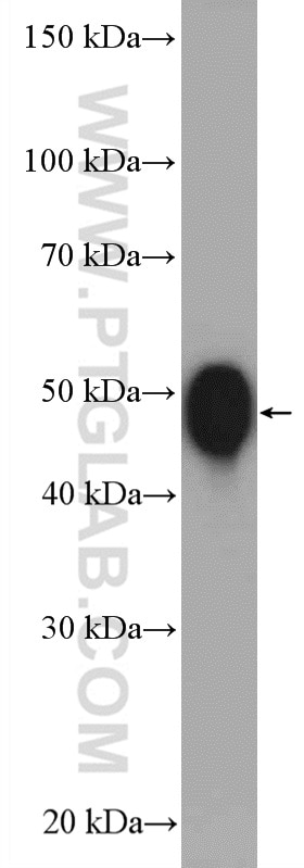 Western Blot (WB) analysis of human heart tissue using ATP1B1 Polyclonal antibody (15192-1-AP)