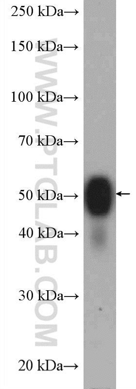 Western Blot (WB) analysis of mouse brain tissue using ATP1B1 Polyclonal antibody (15192-1-AP)