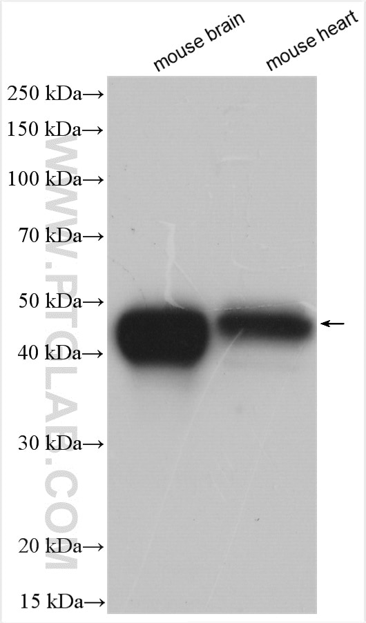 Western Blot (WB) analysis of various lysates using ATP1B1 Polyclonal antibody (15192-1-AP)