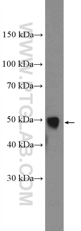 Western Blot (WB) analysis of mouse heart tissue using ATP1B1 Polyclonal antibody (15192-1-AP)