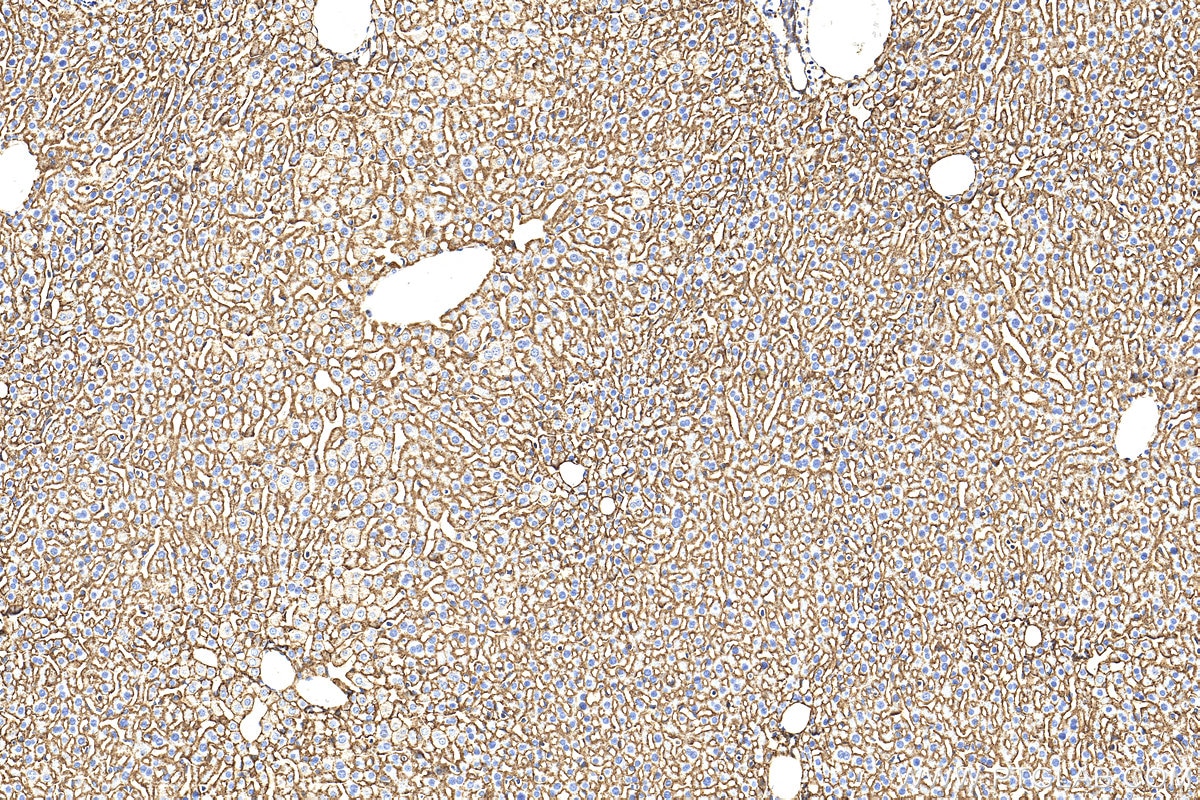 IHC staining of mouse liver using 32764-1-AP Immunohistochemistry (IHC) staining of mouse liver tissue using ATP1B1 Polyclonal antibody (32764-1-AP)