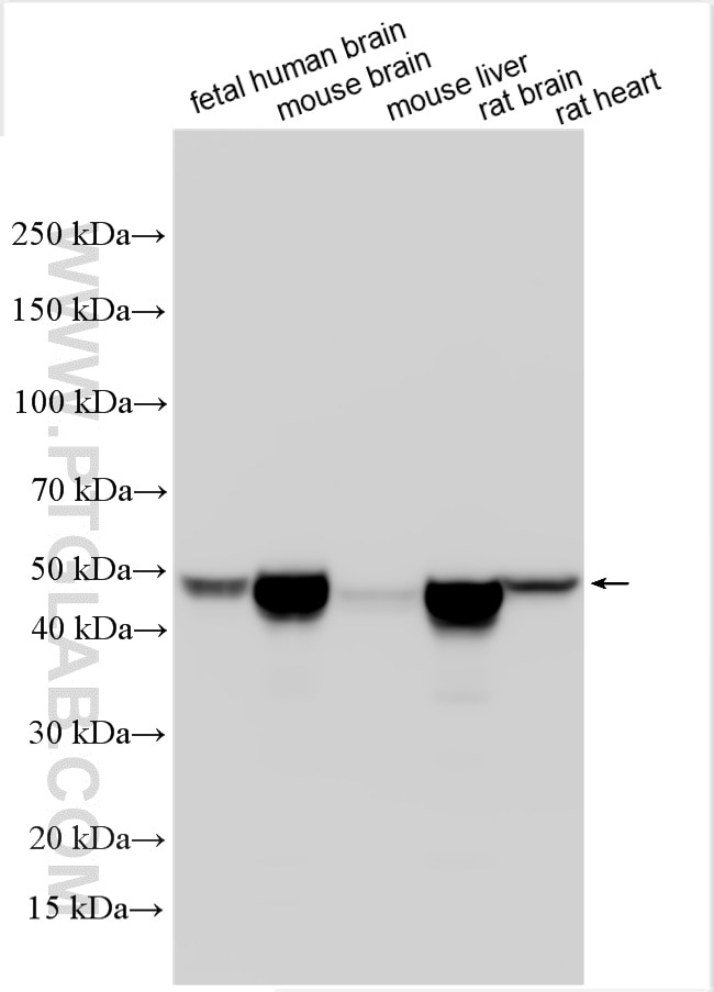WB analysis using 32764-1-AP Western Blot (WB) analysis of various lysates using ATP1B1 Polyclonal antibody (32764-1-AP)